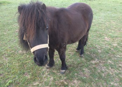 Nina la jument shetland