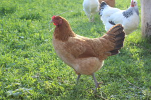 Une poule
