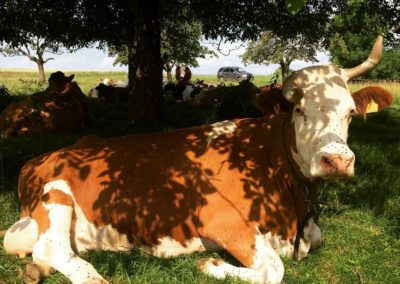 La vache Daisy à l'ombre d'un arbre