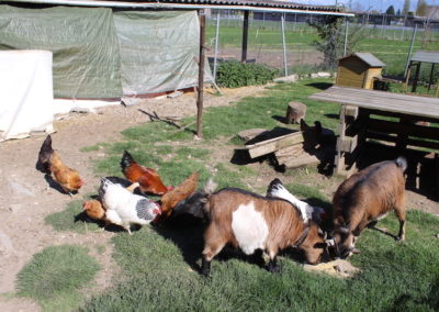 L'enclos des chèvres et poules.