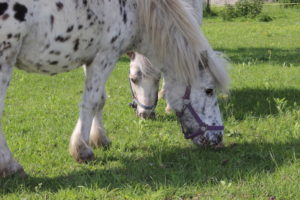 Loulou et Chico nos deux shetlands broutant dans leur parc