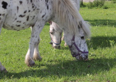 Loulou et Chico nos deux shetlands broutant dans leur parc