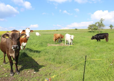 Nos vaches dans leur pré