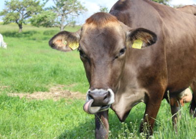 Fabiola la vache