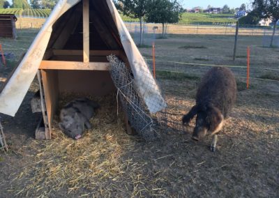 Doudou le cochon laineux faisant connaissance avec Tupf le cochon nain